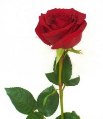 Купить букет цветов - Роза 60 см Букет Купить цветы в Красноярске. Магазин цветов с доставкой.